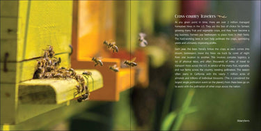 Our Love of Bees