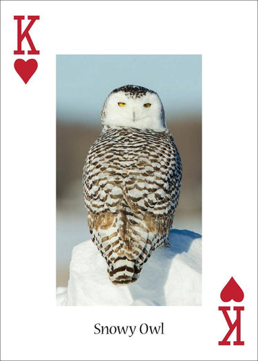 Owls Playing Cards