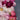 Peonies: Beautiful Varieties for Home & Garden