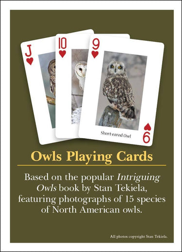 Owls Playing Cards